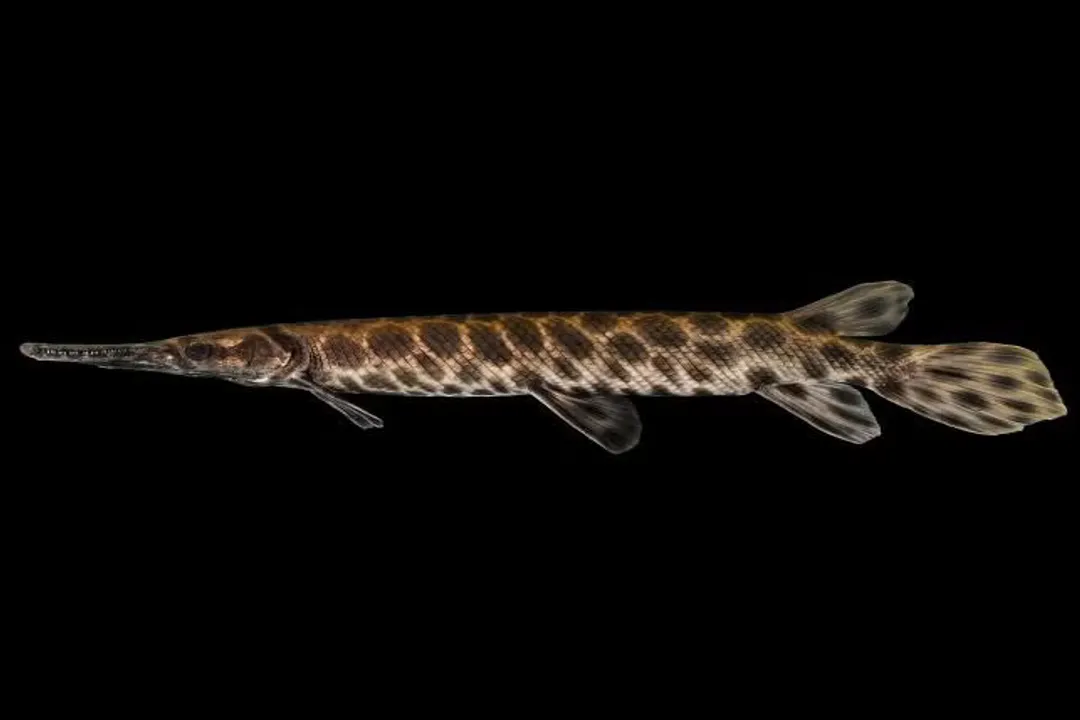 How rare is a spotted gar?