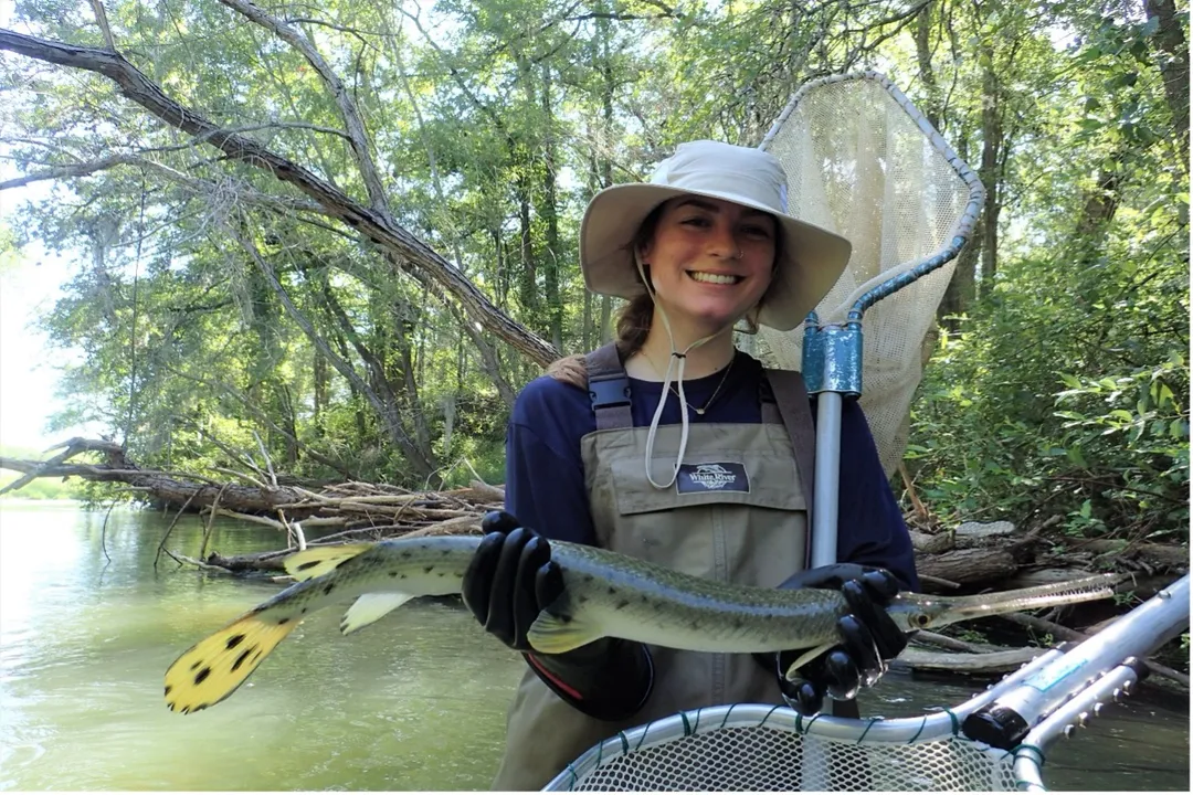 How rare is a spotted gar?, Local Abundance