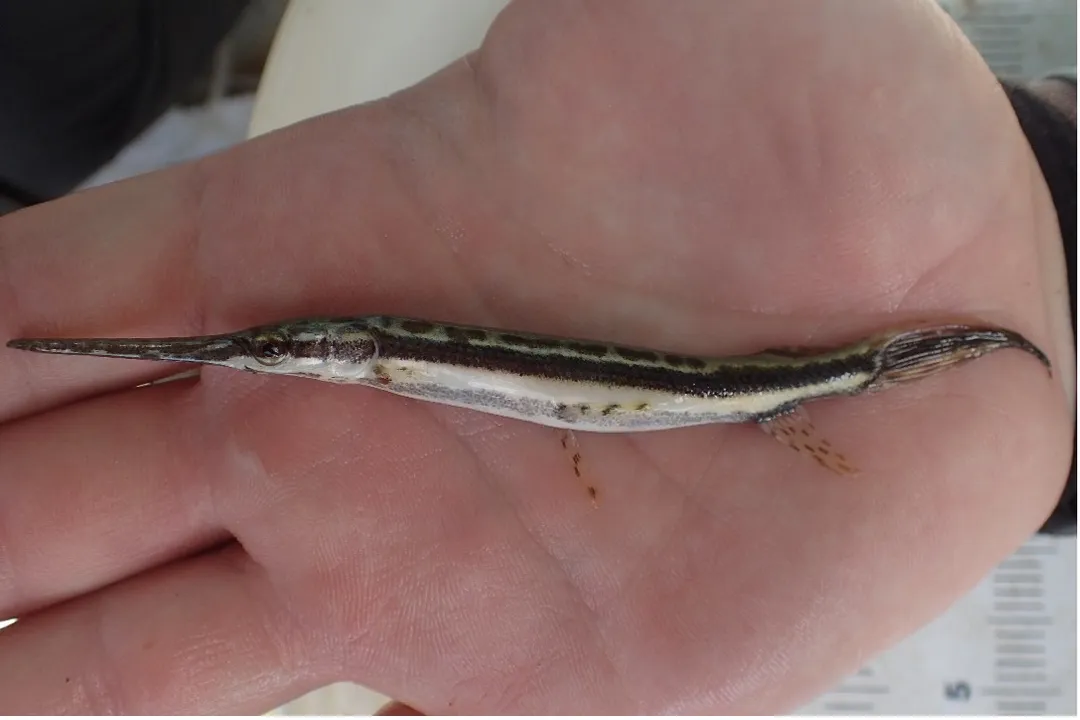 How rare is a spotted gar?, Broad Distribution