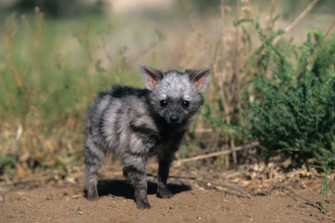 How rare is an aardwolf?, Hyena Cousin