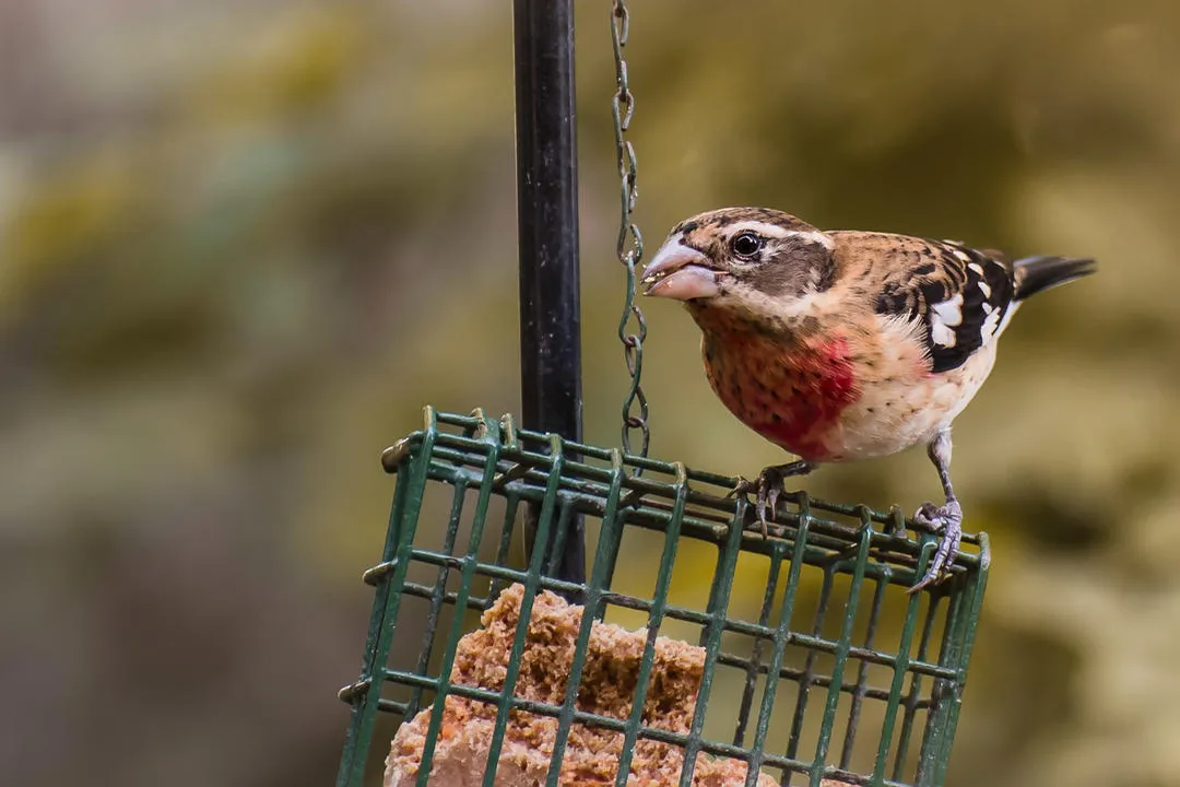How rare is it to see a rose-breasted grosbeak?, Range Defined