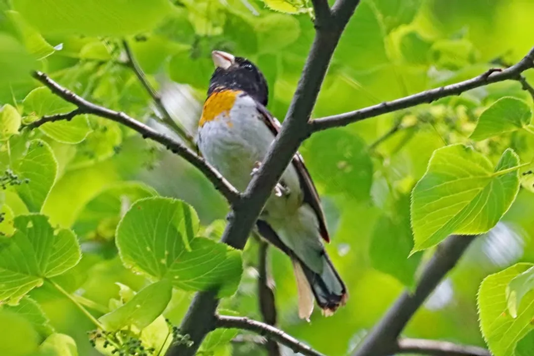 How rare is it to see a rose-breasted grosbeak?, Seasonal Movements
