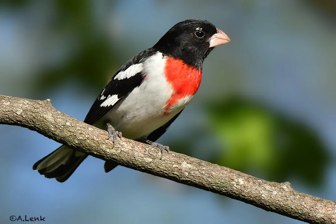 How rare is it to see a rose-breasted grosbeak?