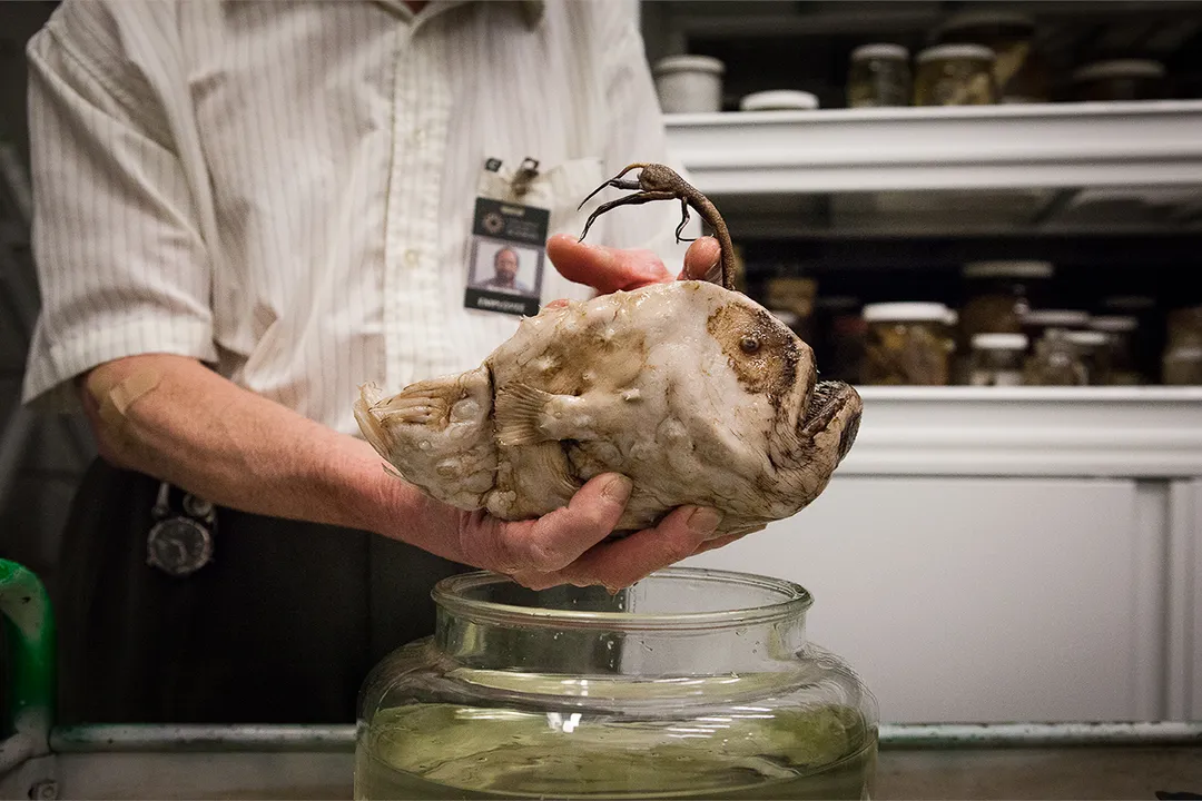 How rare is the Pacific footballfish?, Physical Form