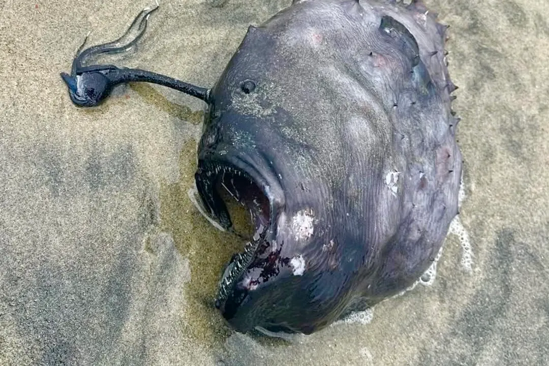 How rare is the Pacific footballfish?