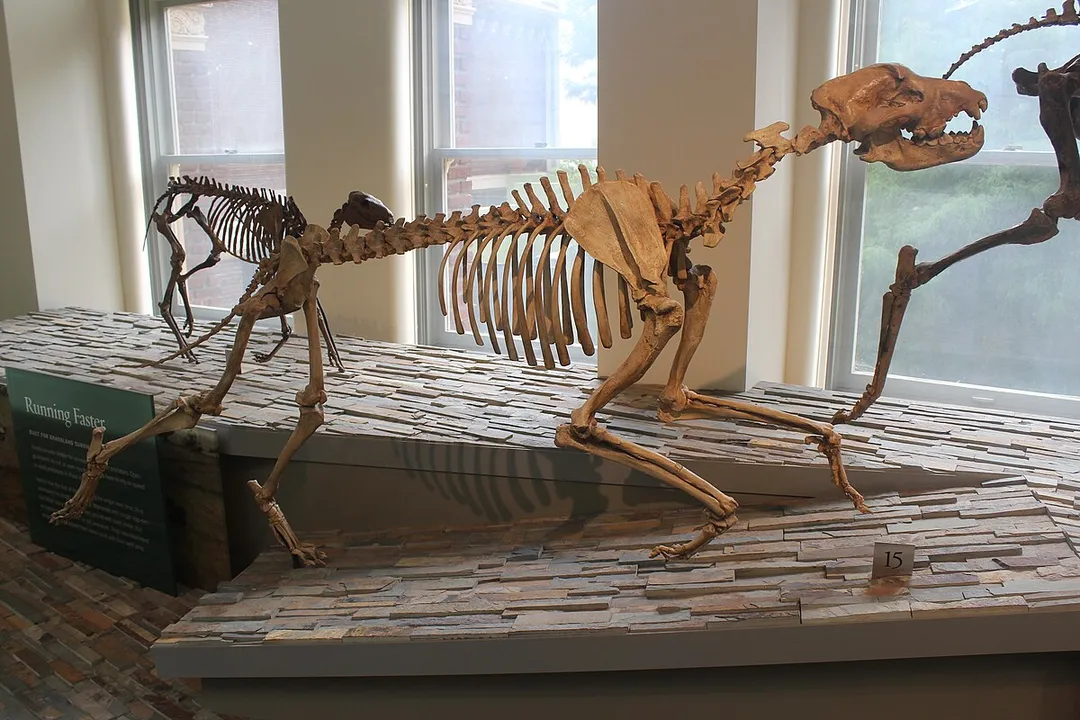 How strong was Epicyon's bite?, Canine Lineage