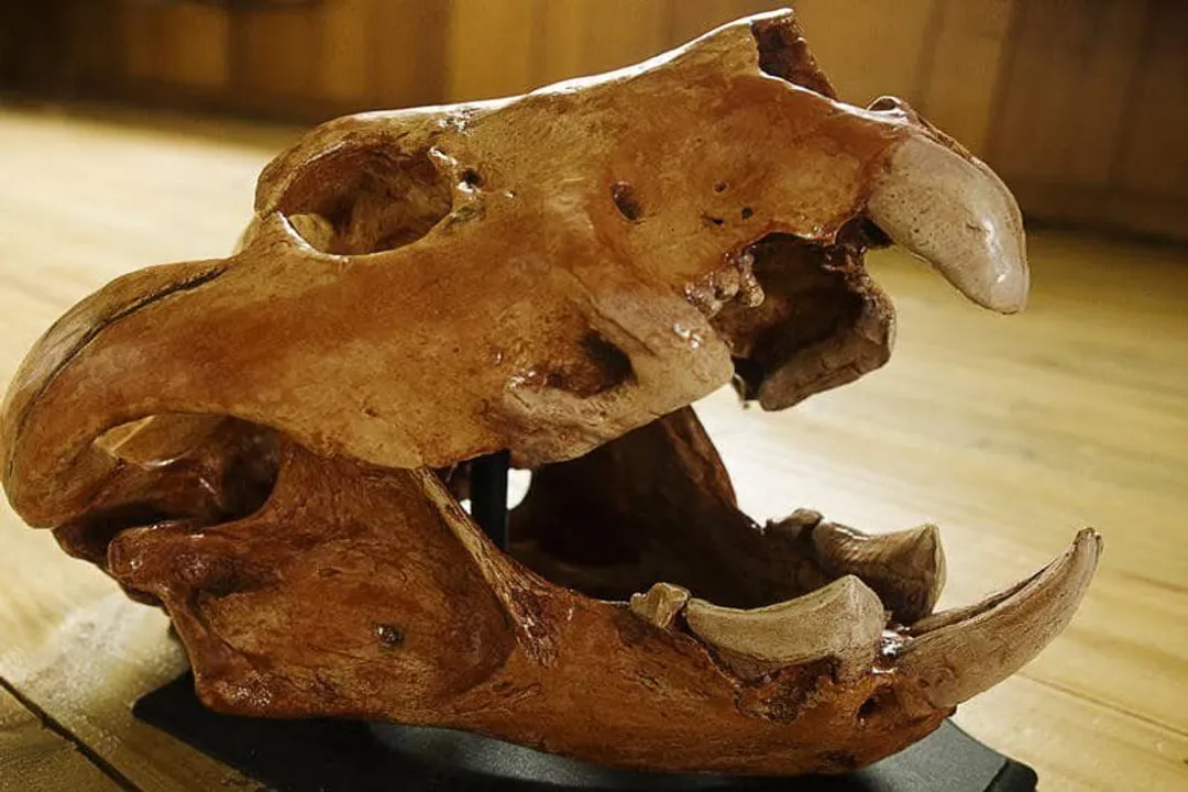 How strong was Thylacoleo's bite?, Predatory Implications