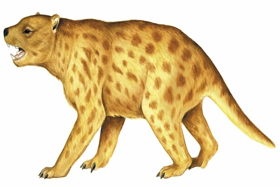 How strong was Thylacoleo's bite?, Bite Force Estimates