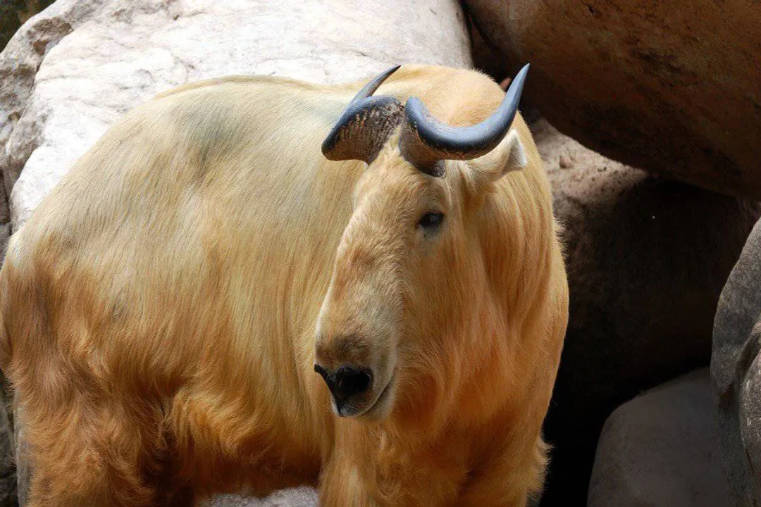 How tall is a takin?, Subspecies Size
