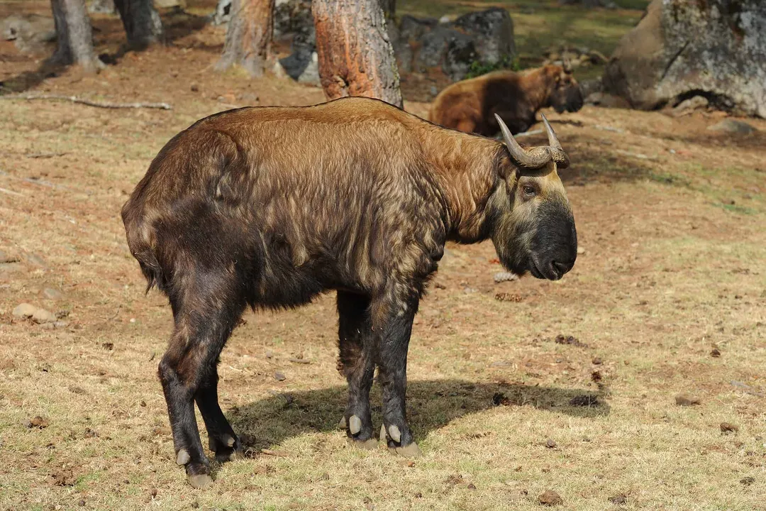 How tall is a takin?, Relative Scale