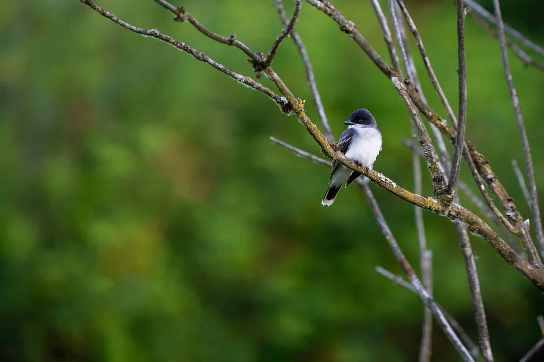 How to attract eastern kingbirds?, Bird Look
