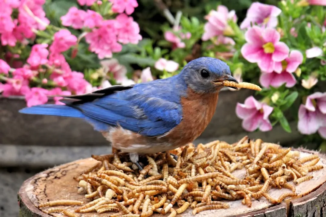 How to attract eastern kingbirds?, Aerial Hunting