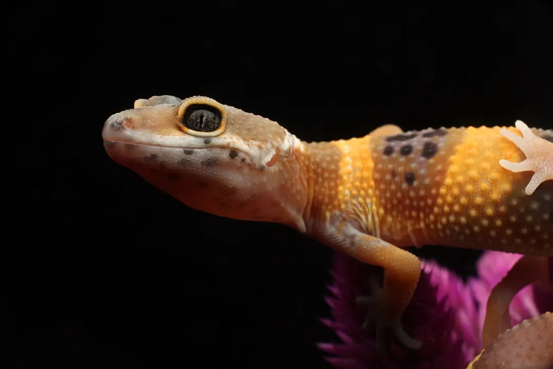 How to care for a tangerine leopard gecko?