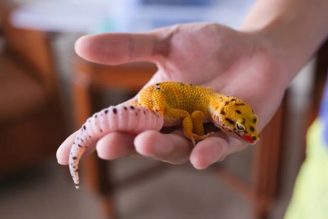 How to care for a tangerine leopard gecko?, Enclosure Space