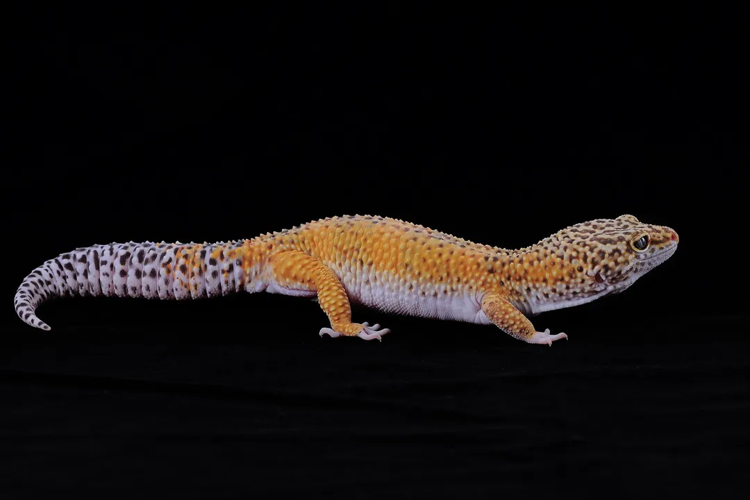 How to care for a tangerine leopard gecko?, Thermal Environment