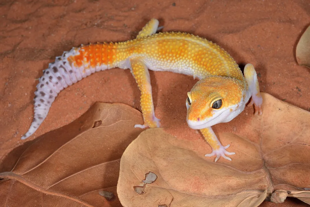How to care for a tangerine leopard gecko?, Lighting Spectrum
