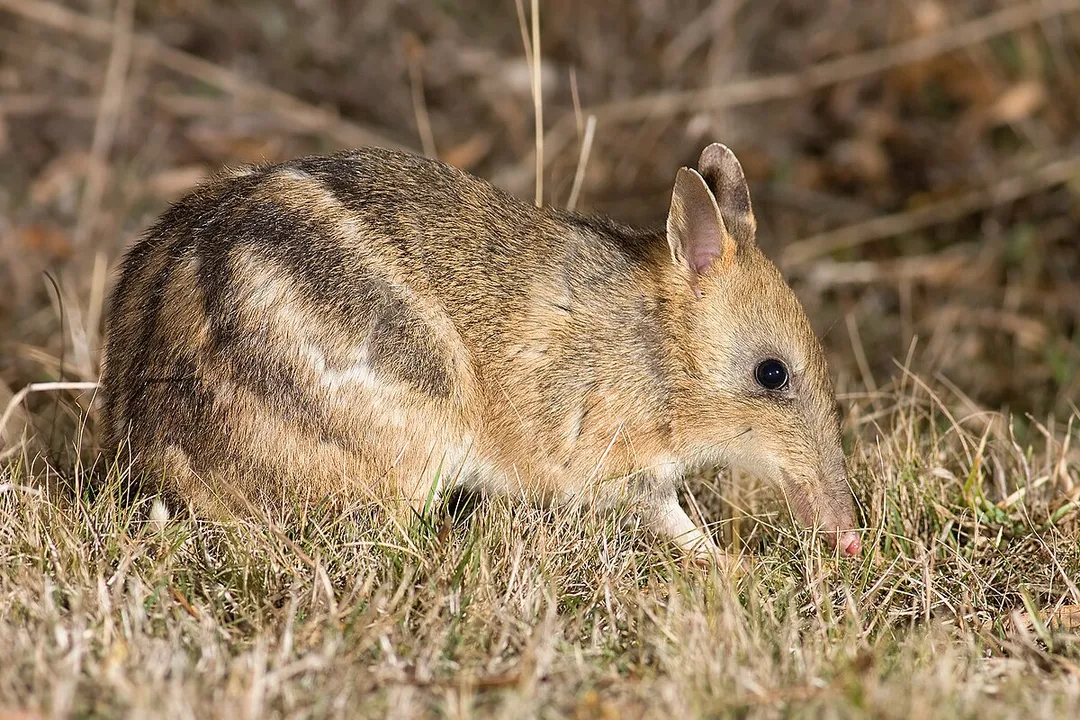 How to identify a bandicoot?