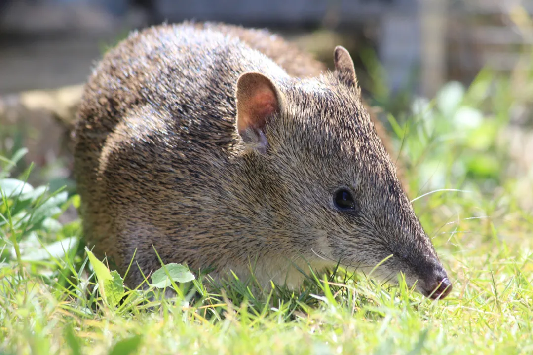 How to identify a bandicoot?, Habitat Range