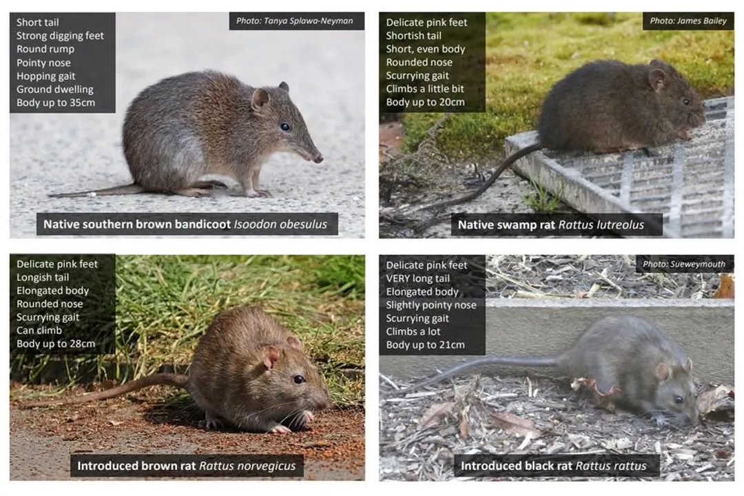 How to identify a bandicoot?, Limbs Feet