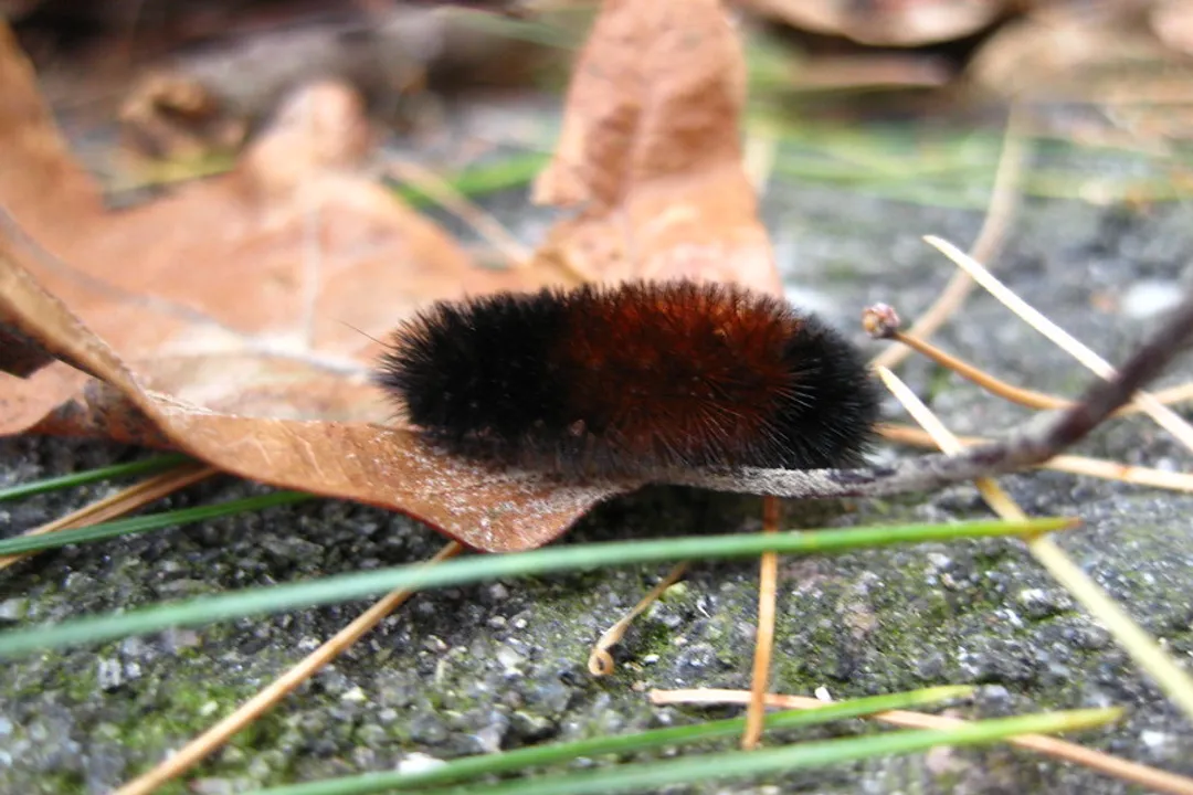 How to identify a woolly bear caterpillar?, Identifying Features