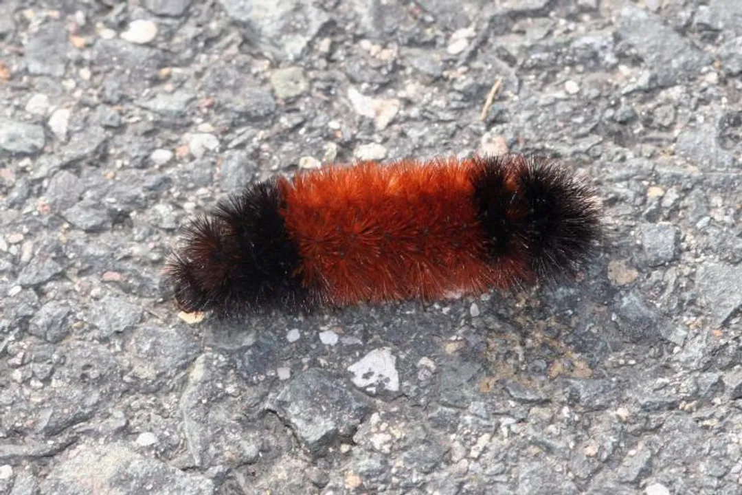 How to identify a woolly bear caterpillar?, Behavior and Defense
