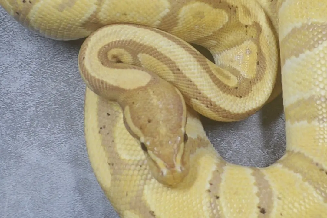 How to identify banana ball python?, Pattern Retention