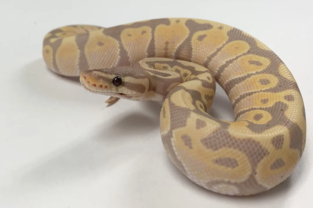 How to identify banana ball python?, Black Speckling