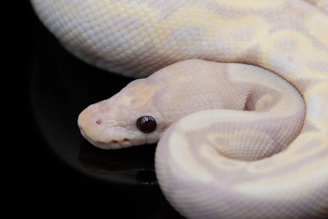 How to identify banana ball python?