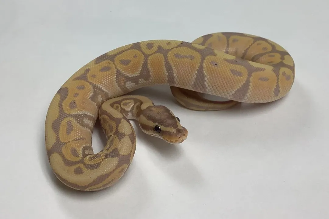 How to identify banana ball python?, Core Coloring