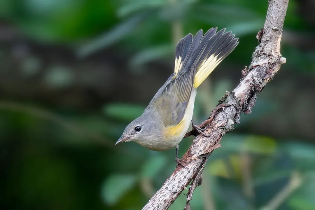 How to spot an American Redstart?