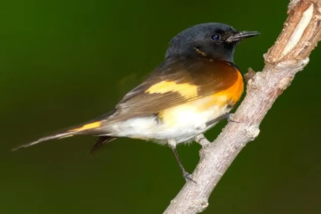 How to spot an American Redstart?, Male Plumage