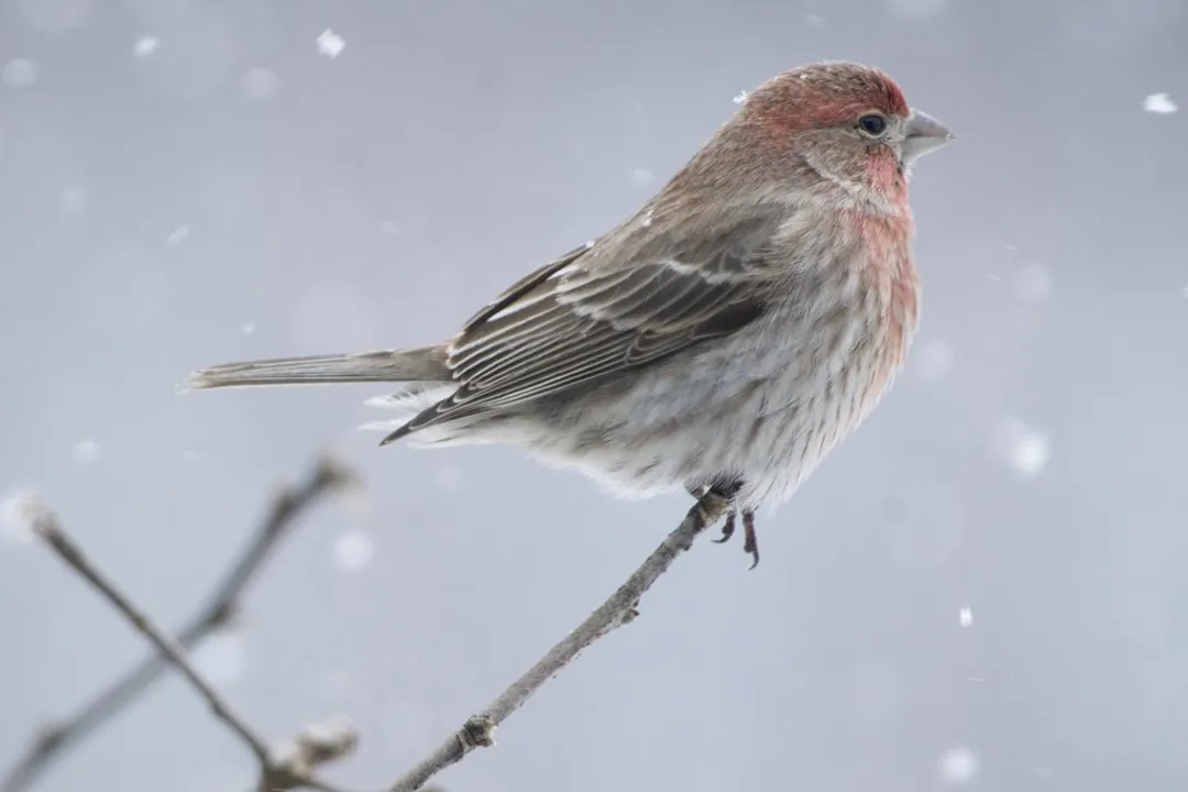 What food source forms the bulk of the diet for birds possessing the specialized, conical finch bill?
