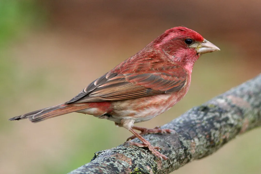 How to tell if a bird is a finch?, Conical Bill