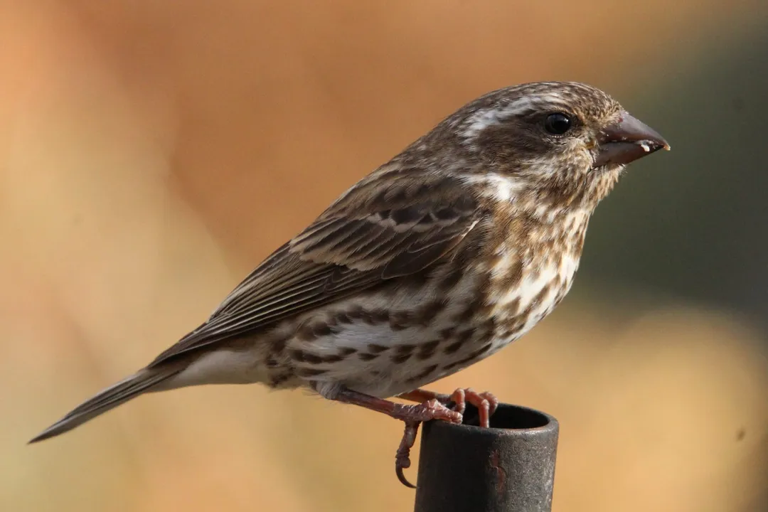 How to tell if a bird is a finch?, Plumage Coloring