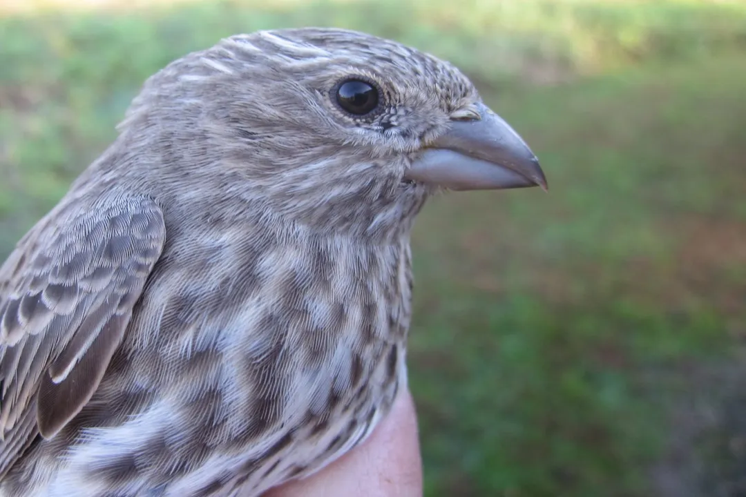How to tell if a bird is a finch?, House Finch Distinctions