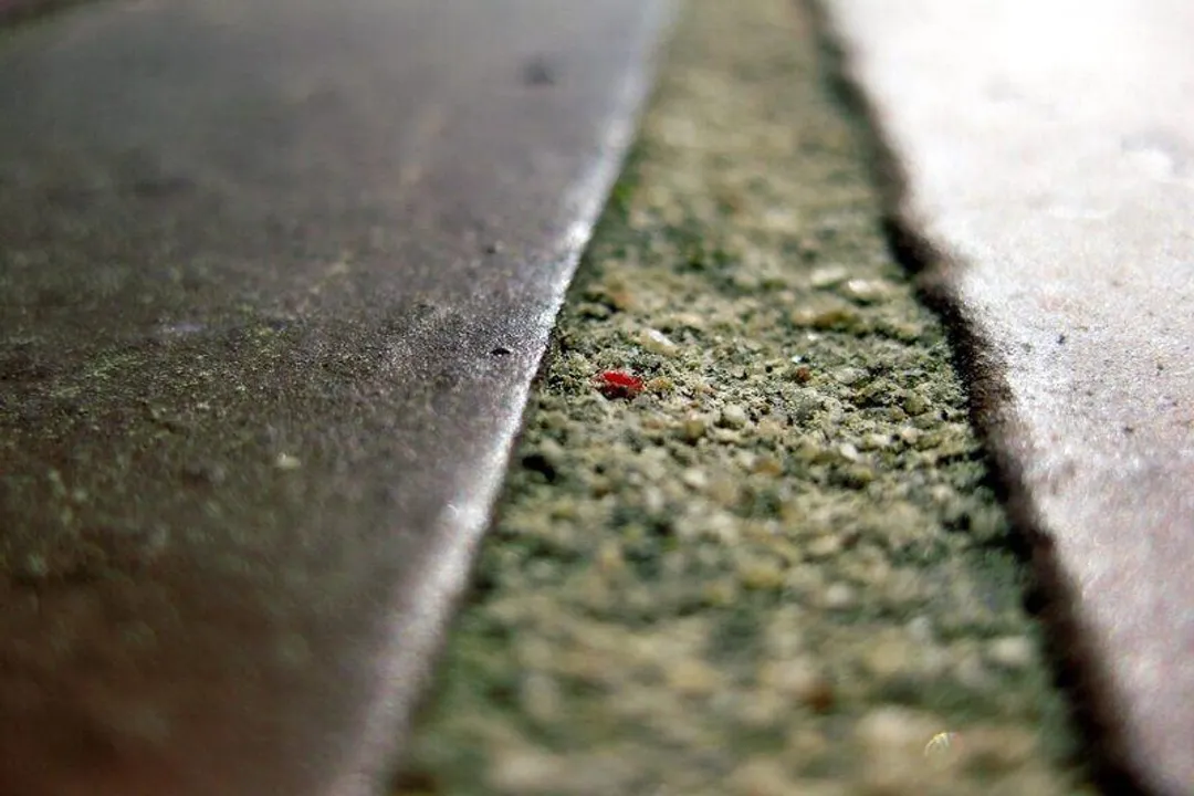 How to tell if your yard has chiggers?, Bite Signs