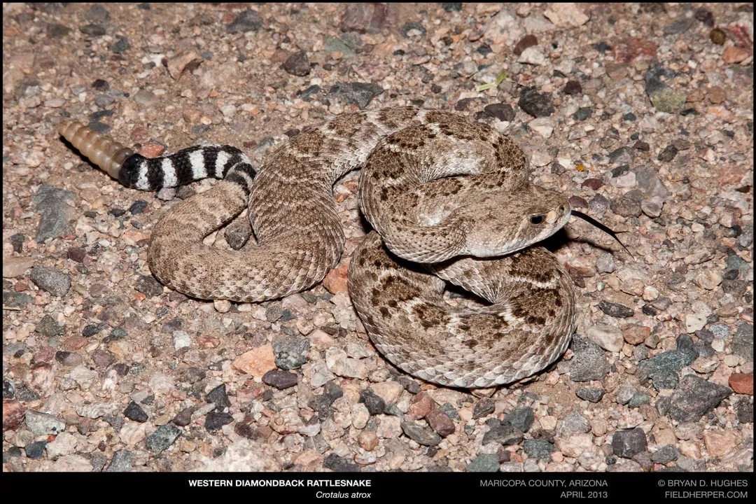 How to tell the difference between a diamondback and a Mojave rattlesnake?, Venom Potency