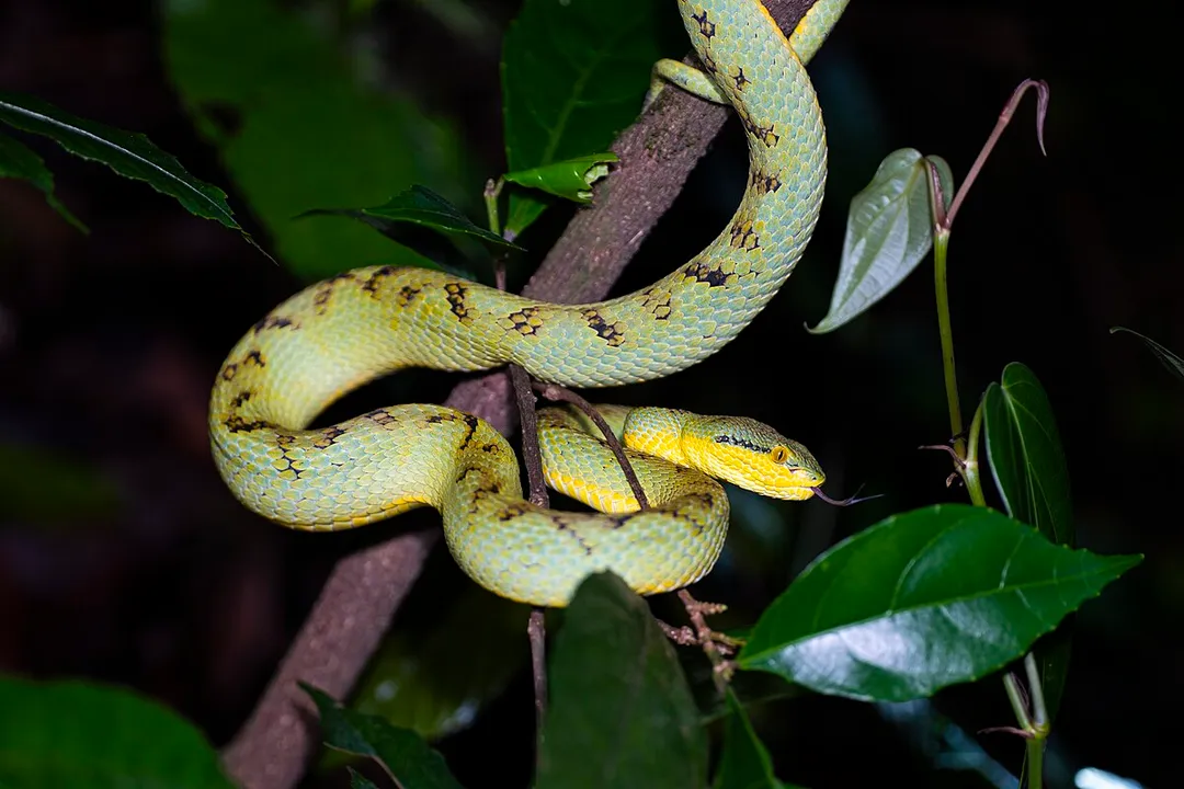 How venomous is a Bamboo Pit Viper?, Risk Factors