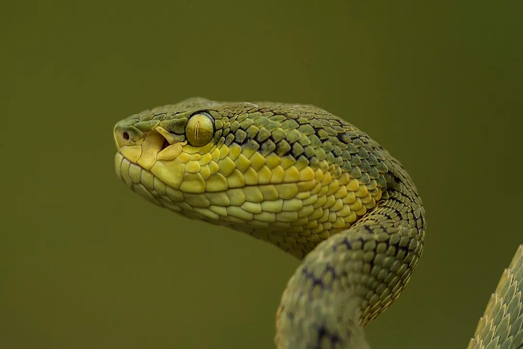How venomous is a Bamboo Pit Viper?, Bite Effects