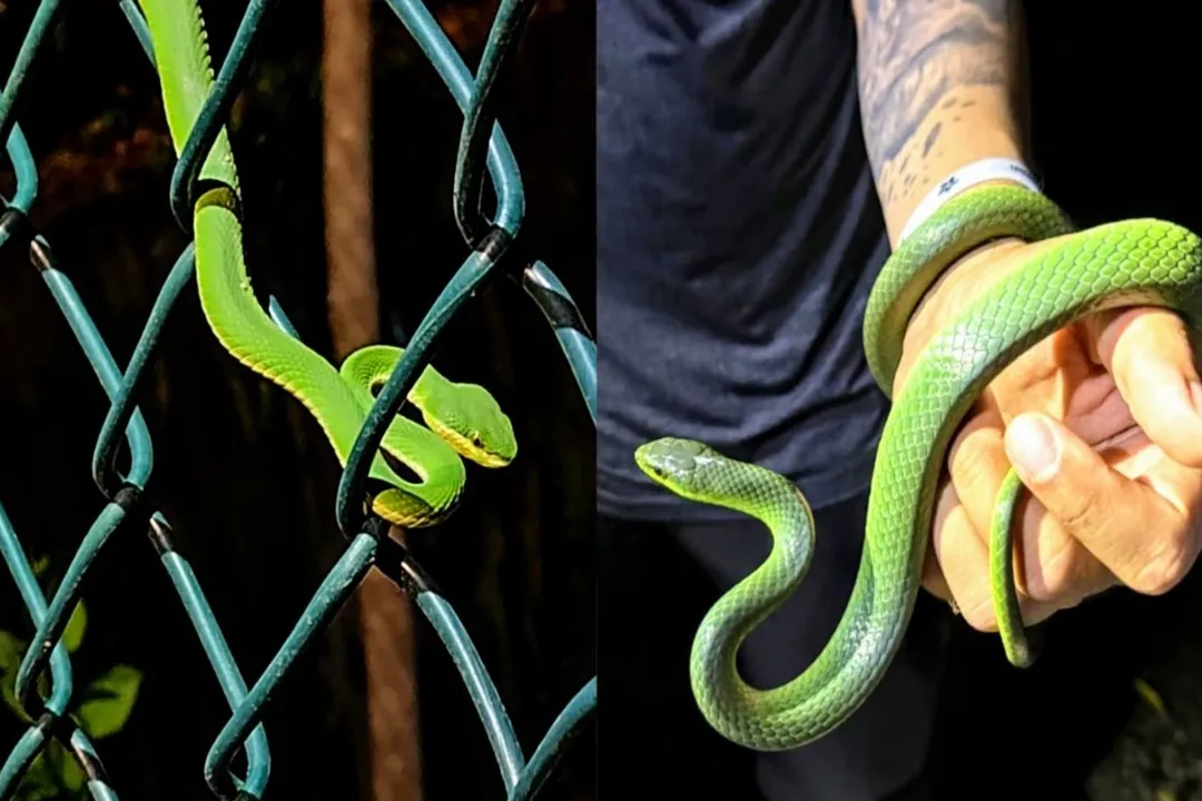 How venomous is a Bamboo Pit Viper?