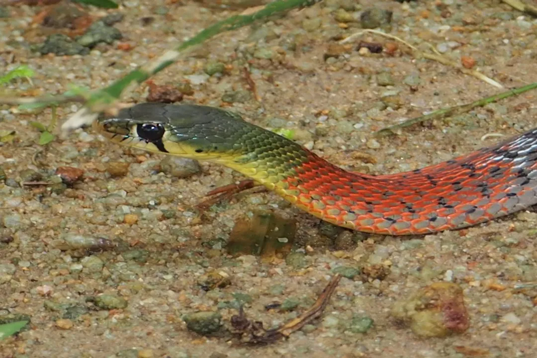 How venomous is a keelback?, Grouping Keelbacks
