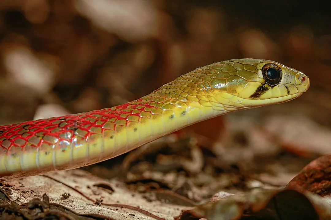 How venomous is a keelback?