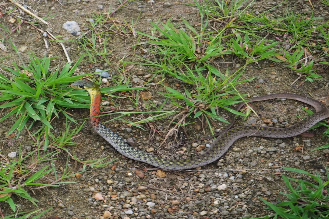 How venomous is a keelback?, Species-Specific Venom Profiles