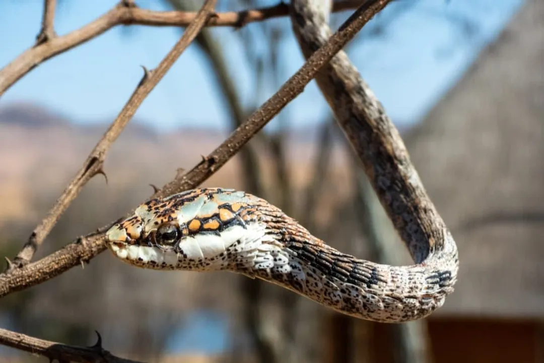 How venomous is a twig snake?, Comparative Toxicity Note