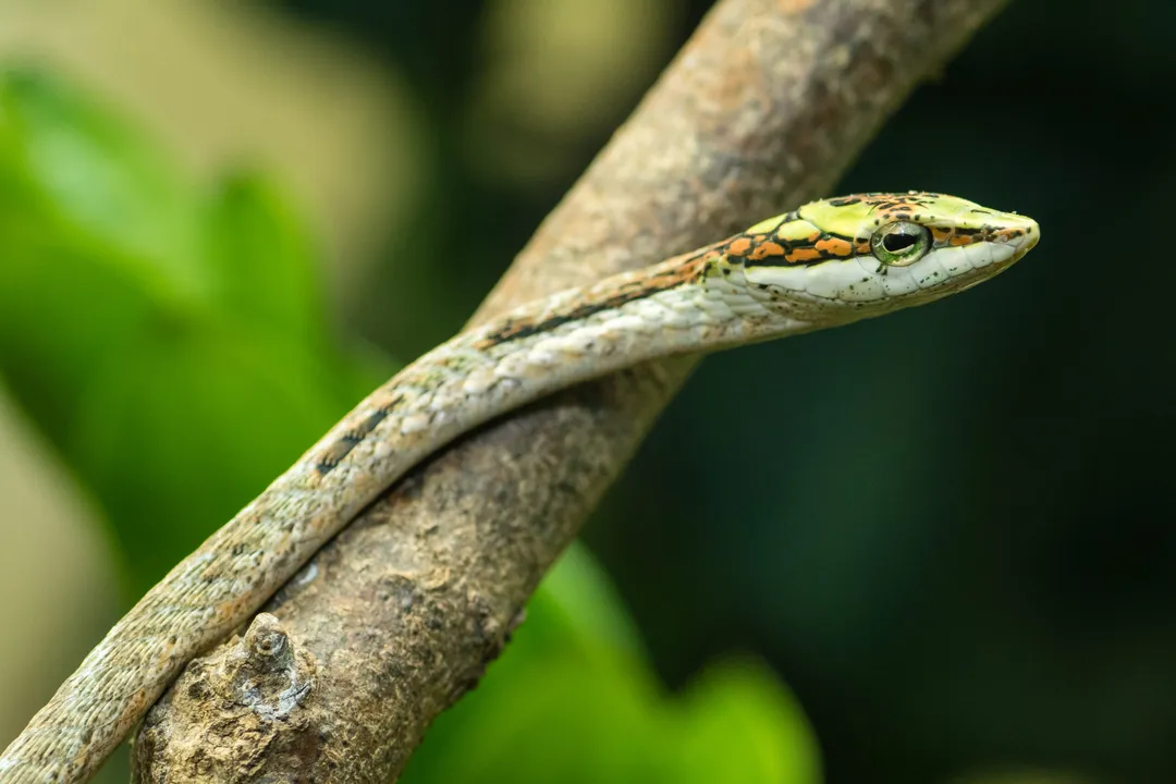 How venomous is a twig snake?, Antivenom and Response