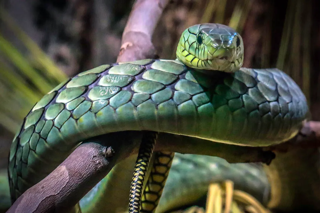 How venomous is a Western Green Mamba?