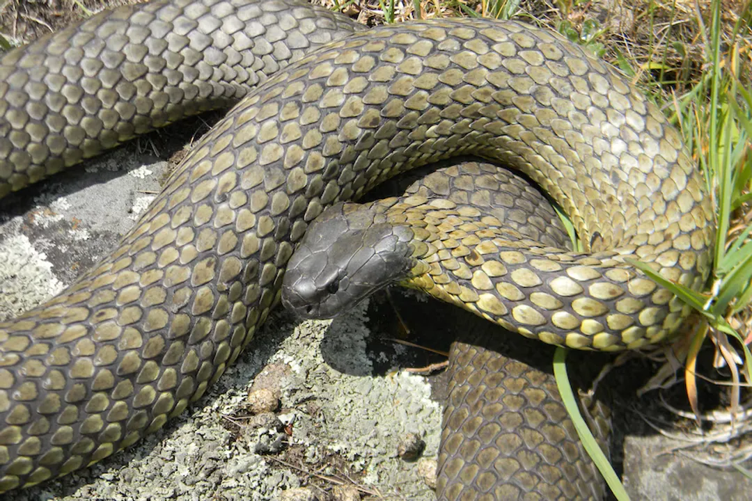 How venomous is an Eastern Brown Snake?, Chemical Makeup
