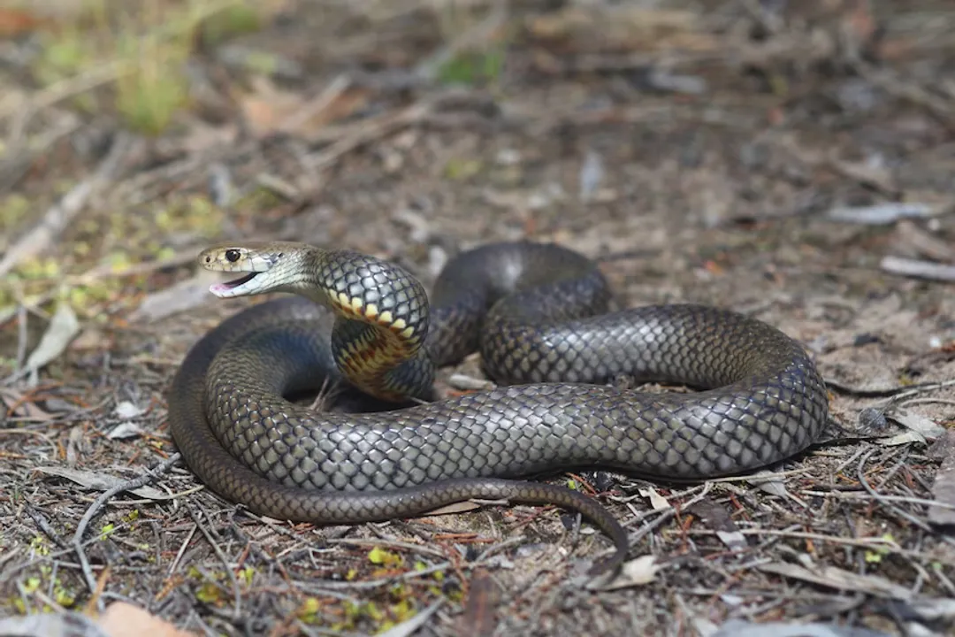How venomous is an Eastern Brown Snake?, Venom Ranking