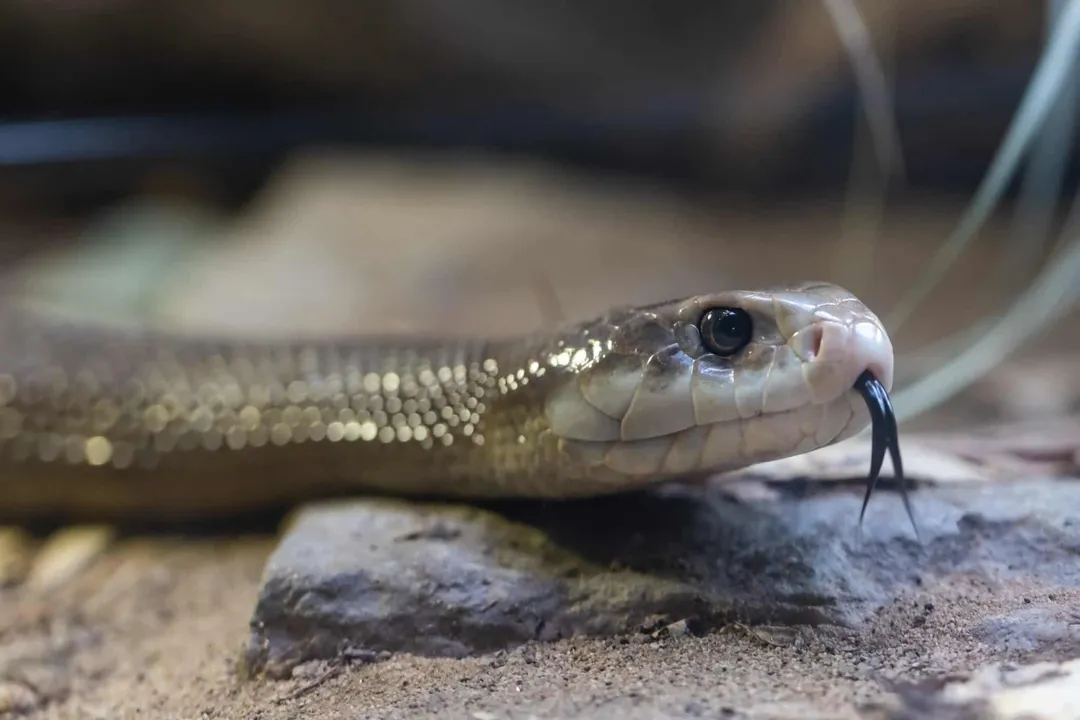 How venomous is the central ranges taipan?, Identity Question