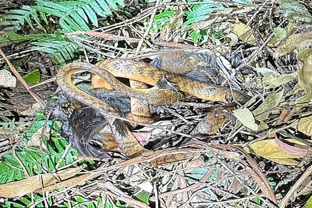 How was the brown tree snake transferred?, Post-War Arrival